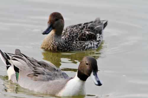 いつもの水鳥！---その２_c0172139_21132476.jpg