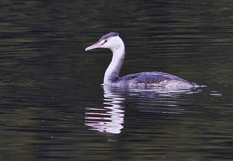 いつもの水鳥！---その２_c0172139_2242827.jpg