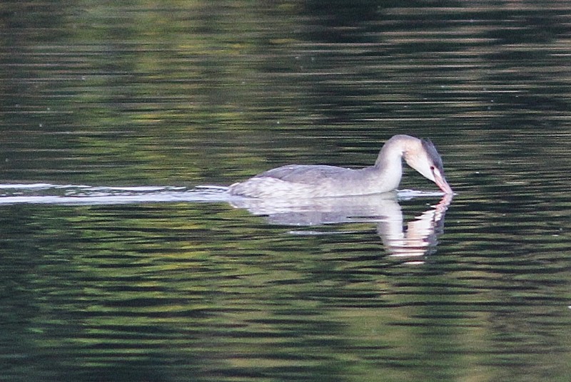 いつもの水鳥！---その２_c0172139_22475334.jpg