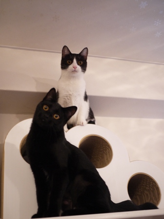 ぽこぽこパウ型つめとぎ猫 てぃぁらみるきぃ編。_a0143140_213369.jpg