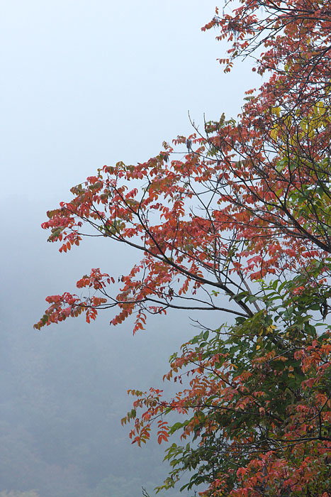 雨の番屋峠_c0067040_20204090.jpg