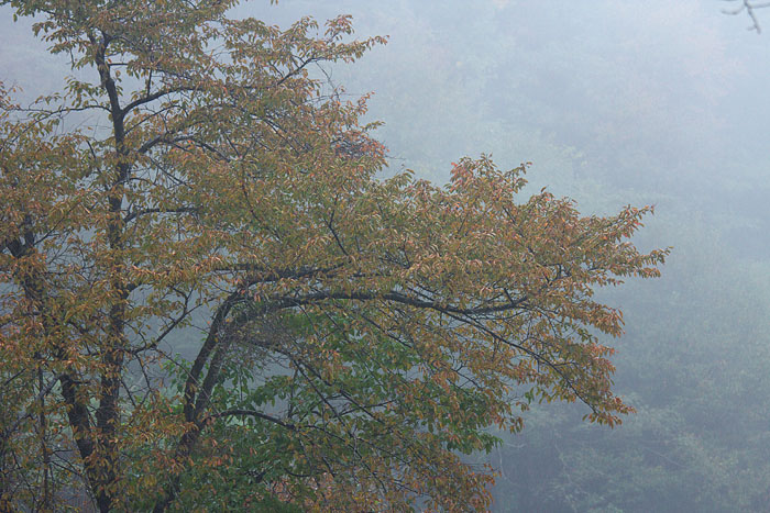 雨の番屋峠_c0067040_2022294.jpg