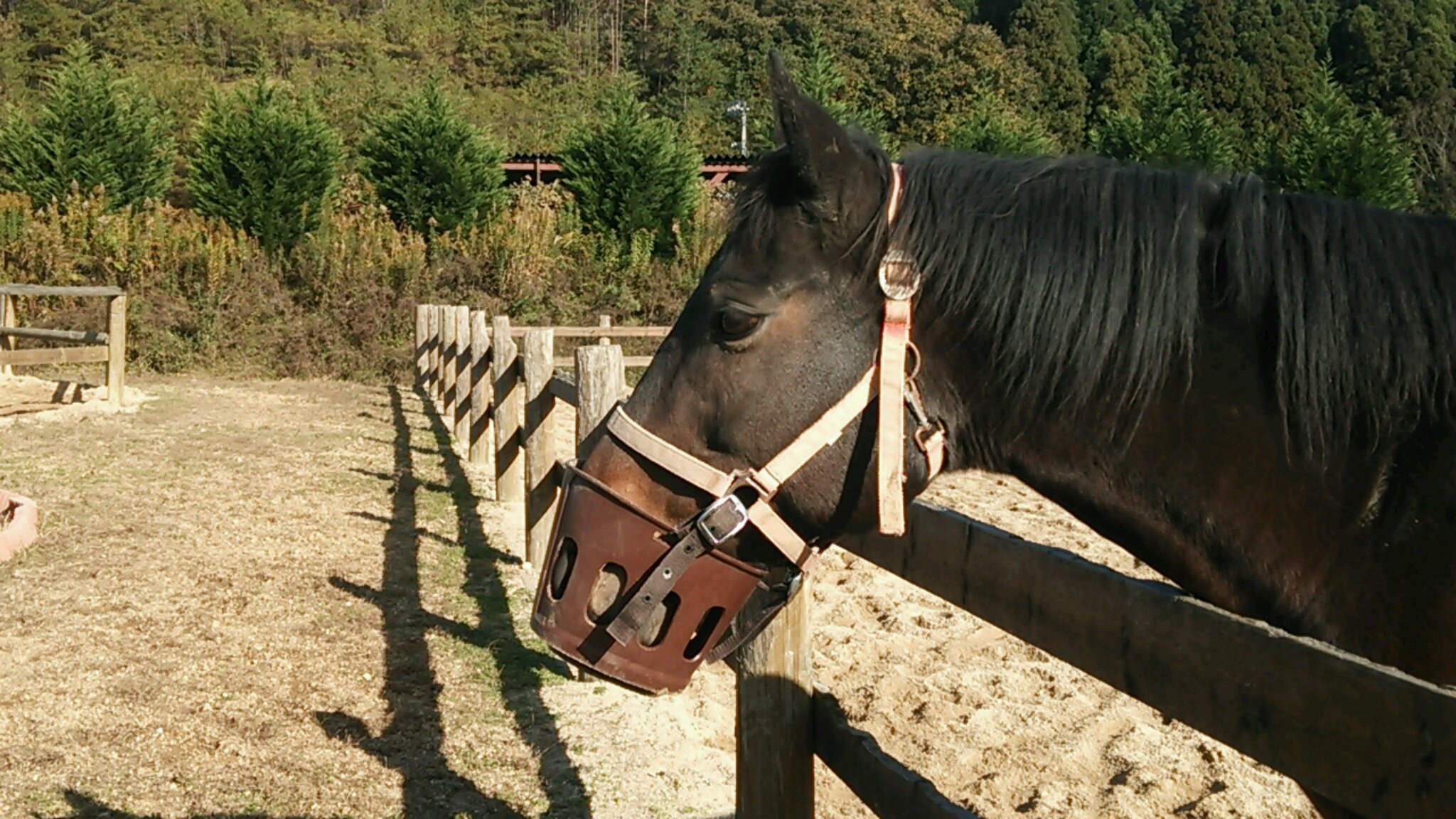 柵かじり防止にバケツ装着_e0145441_6271255.jpg
