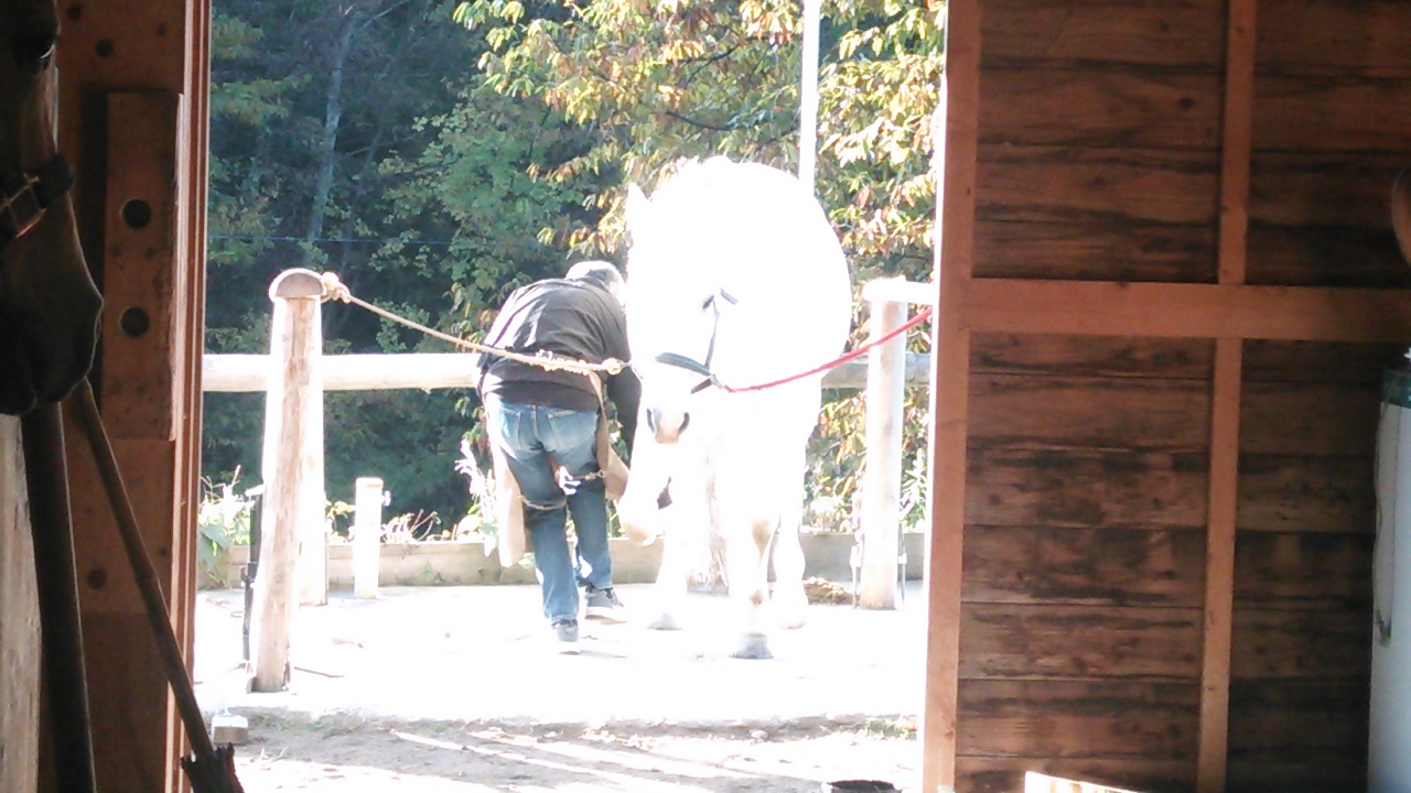 柵かじり防止にバケツ装着_e0145441_6275011.jpg