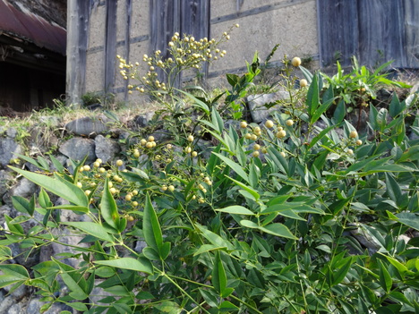 c0264343_0191223.jpg