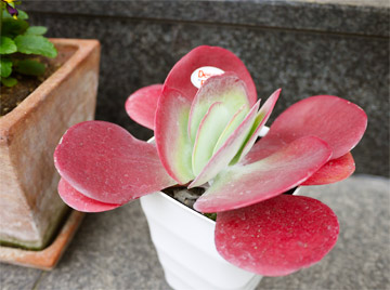 多肉植物 デザートローズ 砂漠の薔薇 花とテーブルblog 多肉植物 デザートローズ 砂漠の薔薇 花とテーブルblog