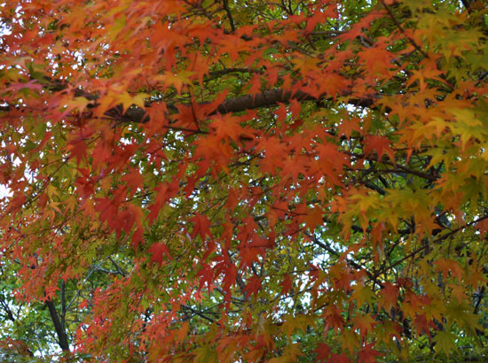c0093046_8484761.jpg