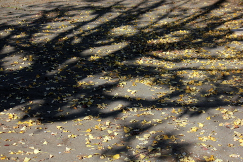 a0248459_19442829.jpg