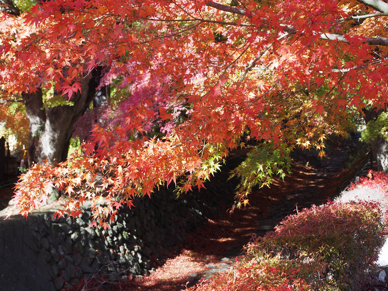 河口湖の紅葉_b0021375_22371375.jpg