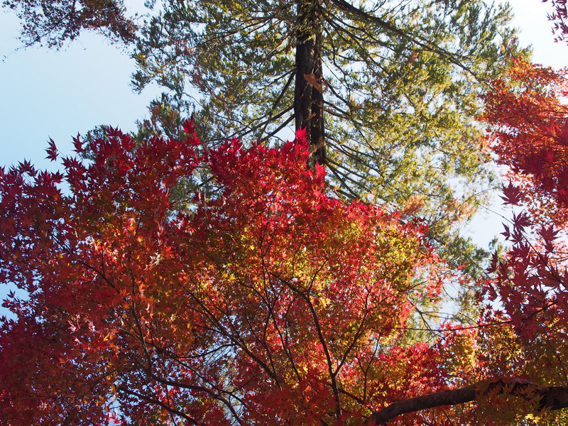 河口湖の紅葉_b0021375_2237142.jpg