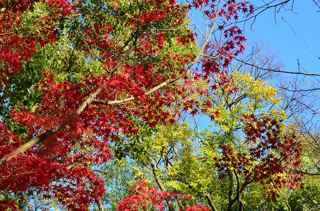 2013年11月20日【紅葉＆桜の花】_a0185880_1732459.jpg