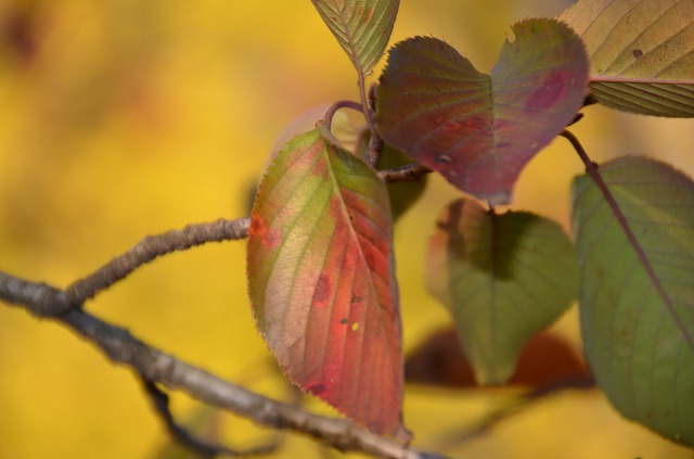 2013年11月20日【紅葉＆桜の花】_a0185880_1772137.jpg