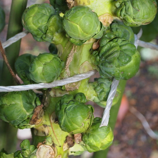 芽キャベツは冬の間も食べられるそうです_a0292194_14541582.jpg