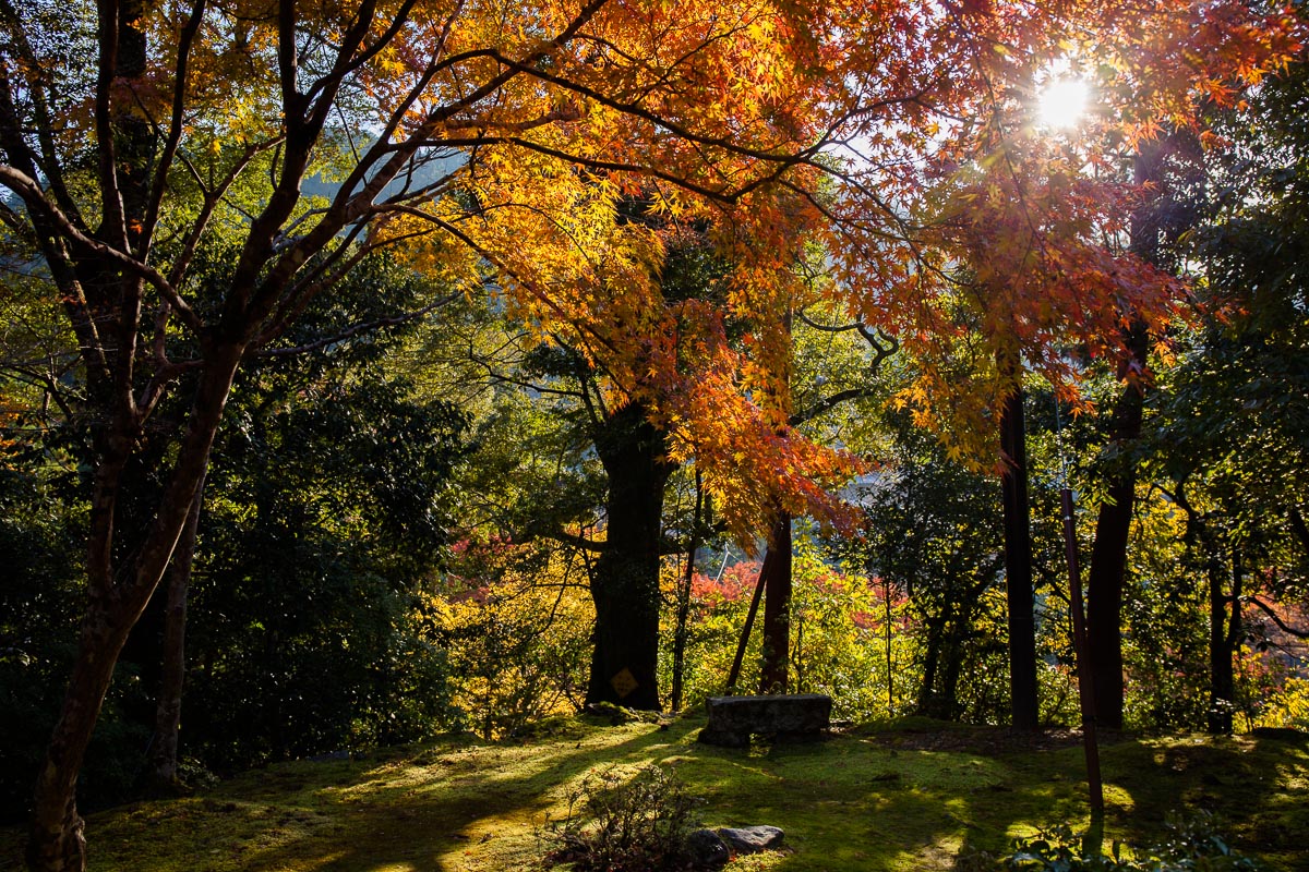 紅葉真っ只中　高雄、嵯峨野　①_e0017995_2227576.jpg