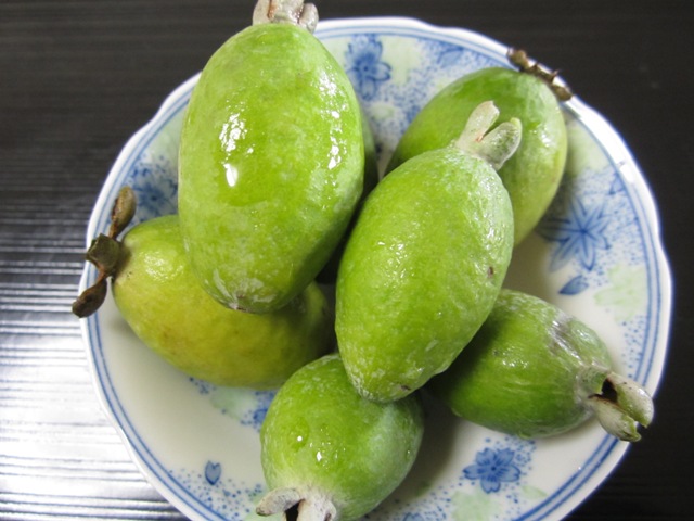 秋の果物 陽のあたる場所