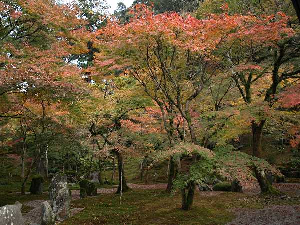 紅葉ツアー　・・・　③光明禅寺　大宰府天満宮_a0065498_16542329.jpg