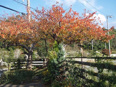 b0199498_22453100.jpg