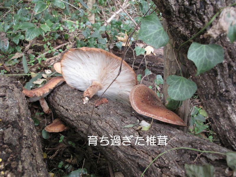 f0059498_17273591.jpg
