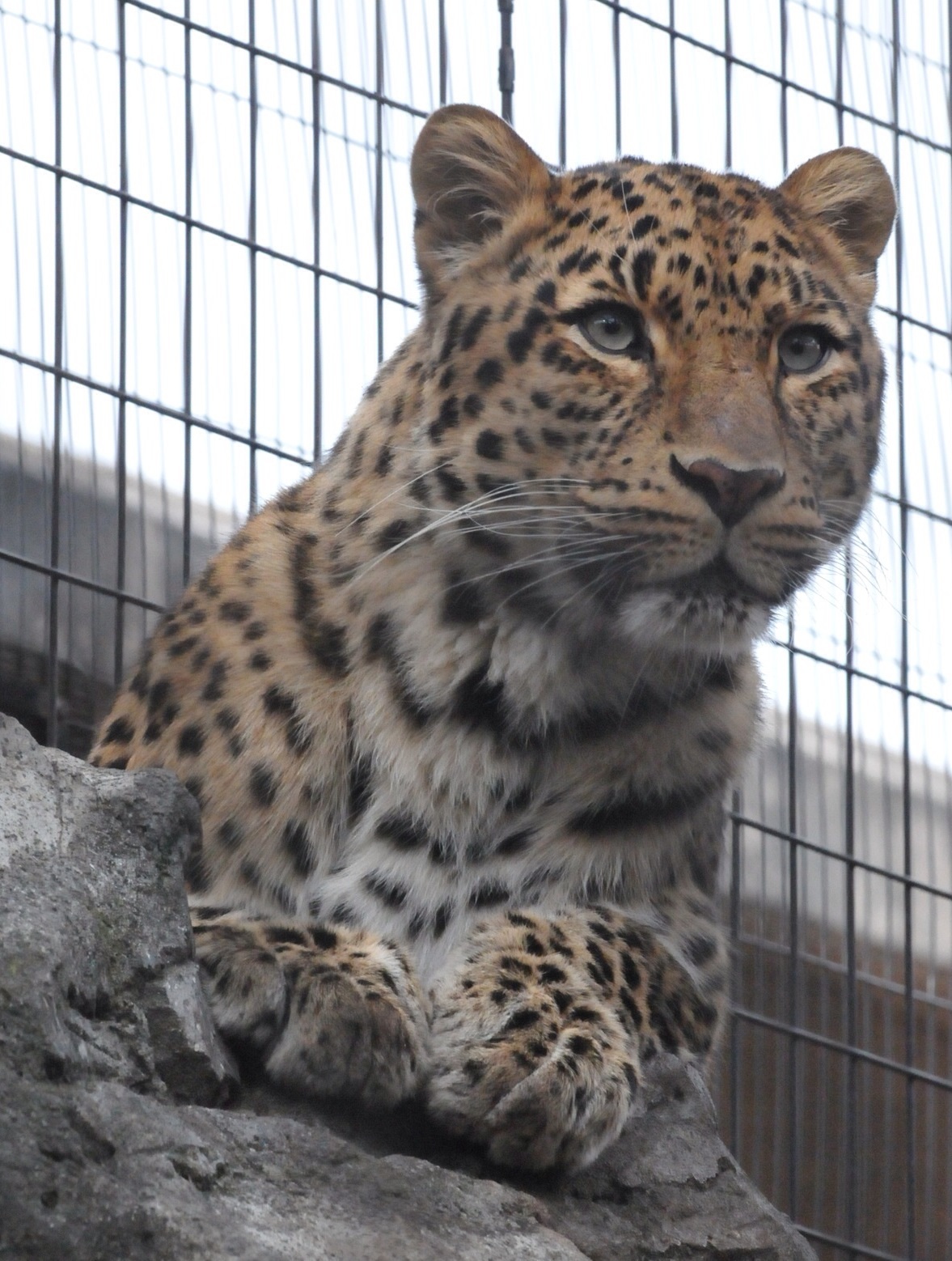 アムールヒョウ アテネ ｜ 旭山動物園_e0319302_17244181.jpg