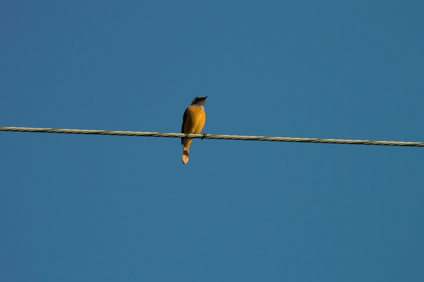 野鳥の季節になった・・・_f0083903_8541686.jpg