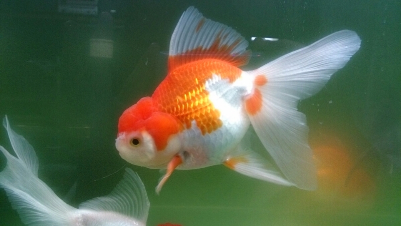金魚紹介 加須から迎えた金魚たち Today S Memory