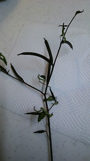 c0280206_6474465.jpg