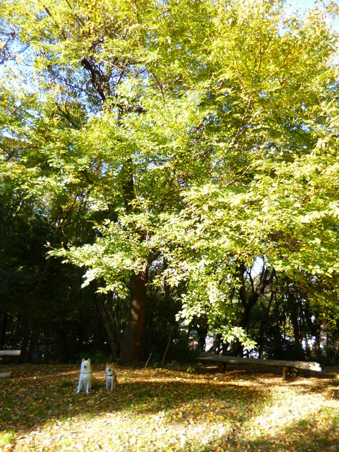 e0131506_1540783.jpg