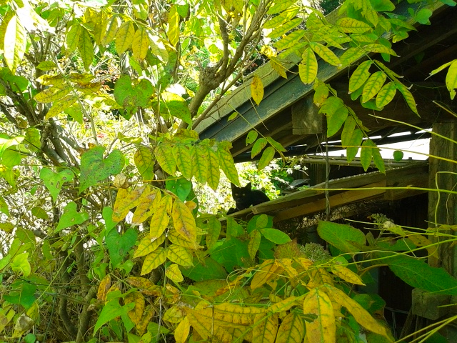 f0024708_5465875.jpg