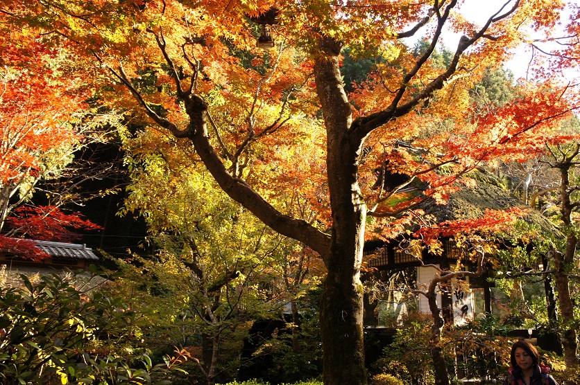 高尾山② うかい鳥山へ_b0112909_2339474.jpg