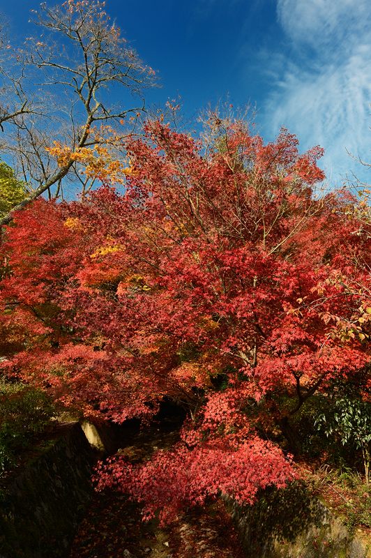 2013京都の紅葉!・神蔵寺　其の二_f0032011_19355645.jpg