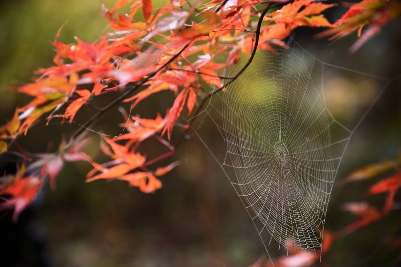 2013京都の紅葉!・神蔵寺　其の二_f0032011_19364712.jpg