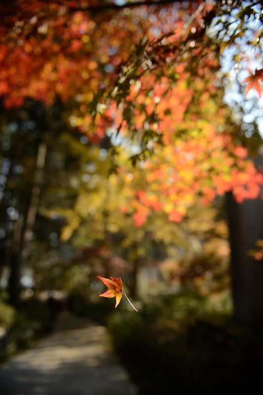 2013京都の紅葉!・神蔵寺　其の二_f0032011_19373214.jpg