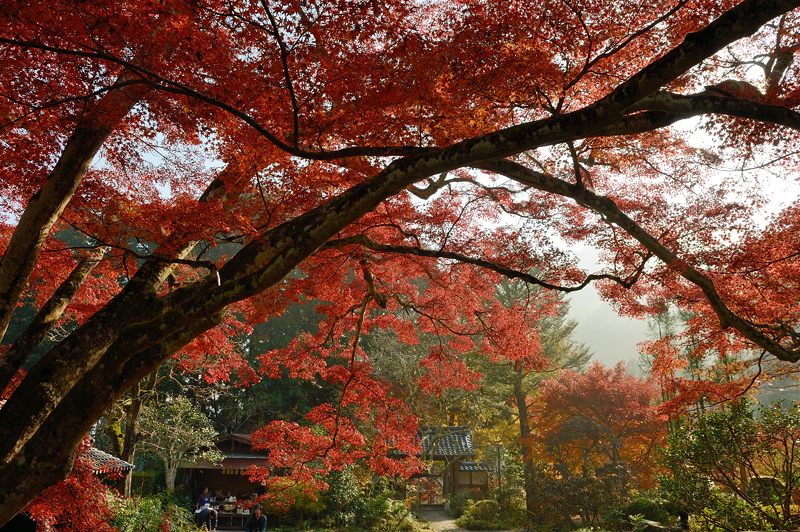 2013京都の紅葉!・神蔵寺　其の二_f0032011_19384541.jpg