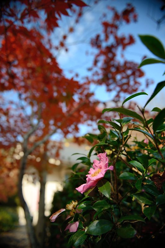 2013京都の紅葉!・神蔵寺　其の二_f0032011_19394232.jpg