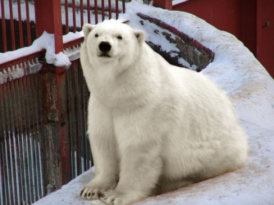 ロシア エカテリンブルク動物園のペアであるウムカとアイナの繁殖にヒグマを 代理母 とすることが決定 Polarbearology Conjectaneum