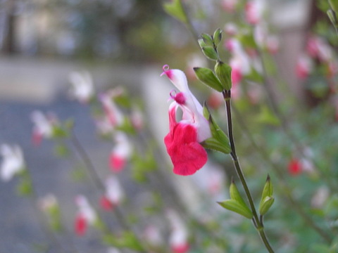 b0009118_20231569.jpg