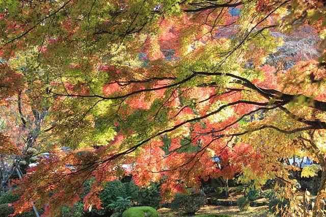 １１月１６日　結願所　大窪寺_a0045932_13144817.jpg