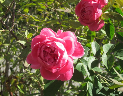 b0178339_14285936.jpg