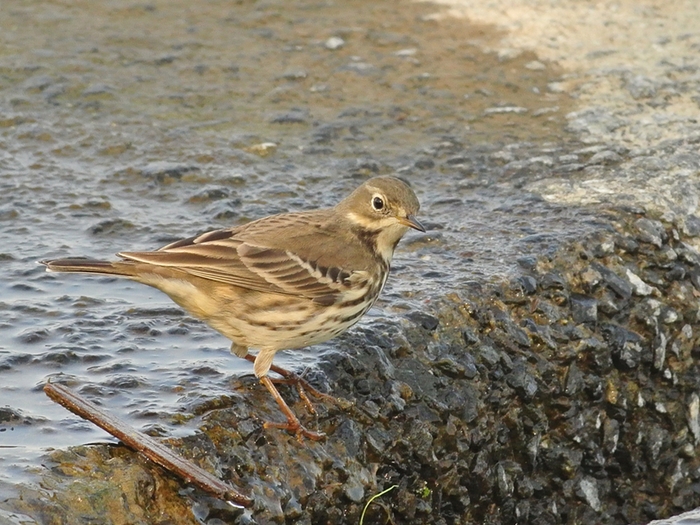 タヒバリ（田雲雀）/Water Pipit_b0309841_016329.jpg