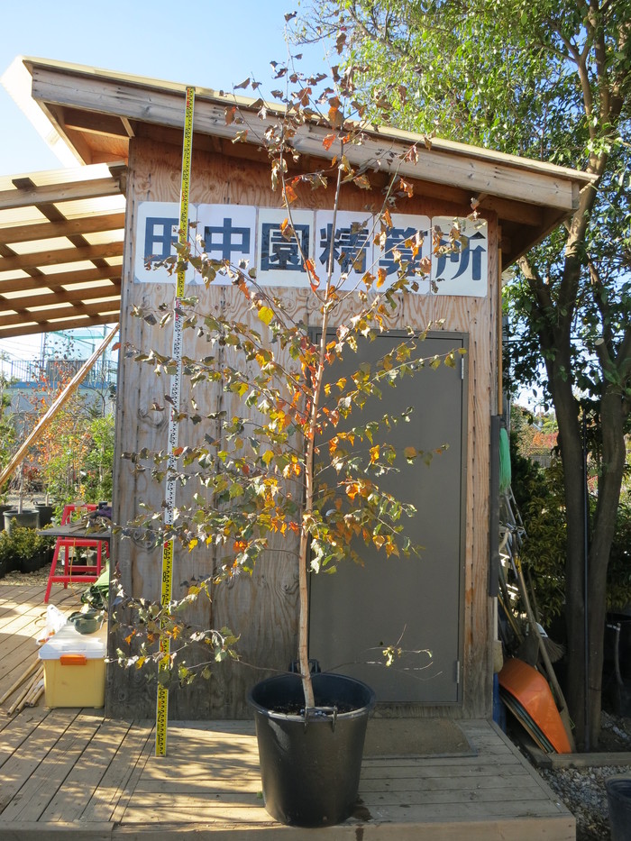 完売：白樺の鉢植え No.15