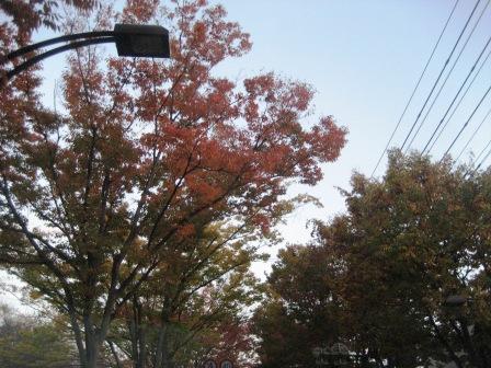 ちょっと寒いけど・・・・・・穏やかな天気ですね・・・・・_c0206545_10385955.jpg