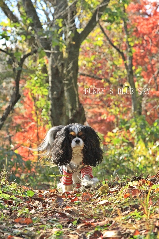 紅葉の山を闊歩～♪_c0145250_1664110.jpg