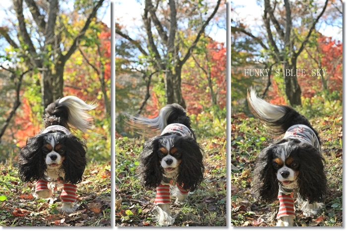 紅葉の山を闊歩～♪_c0145250_1665077.jpg