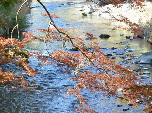 朝から飯能の名栗川渓谷の紅葉を撮りに行ってきました_b0115553_13221777.png