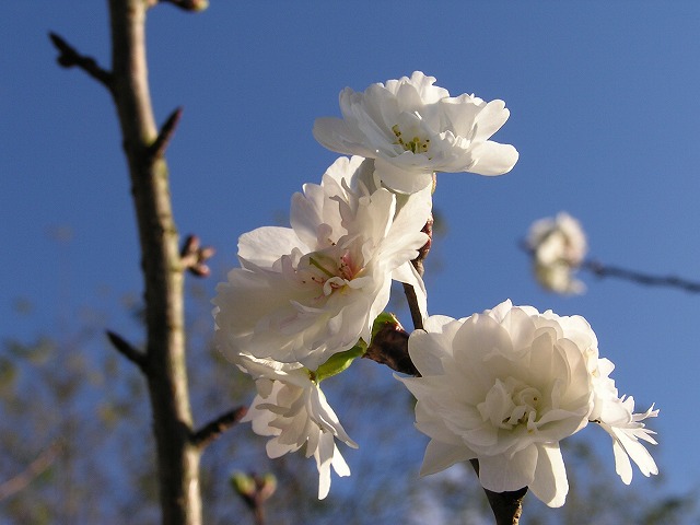 a0018655_19491631.jpg