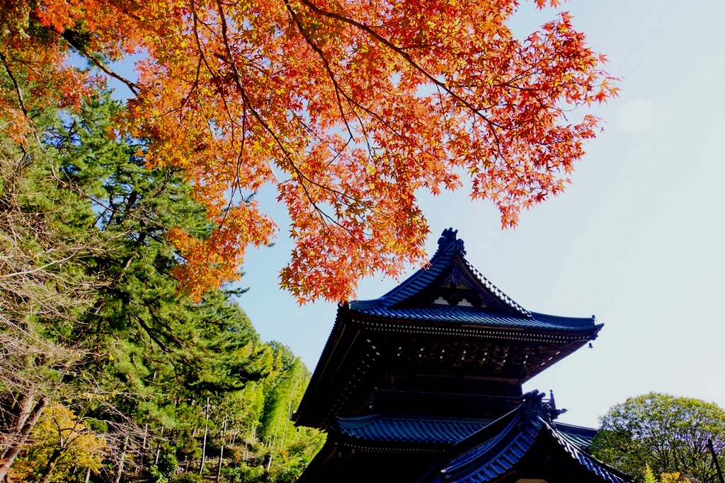 autumn color & temple（山梨県　身延山・久遠寺）_e0223456_911098.jpg