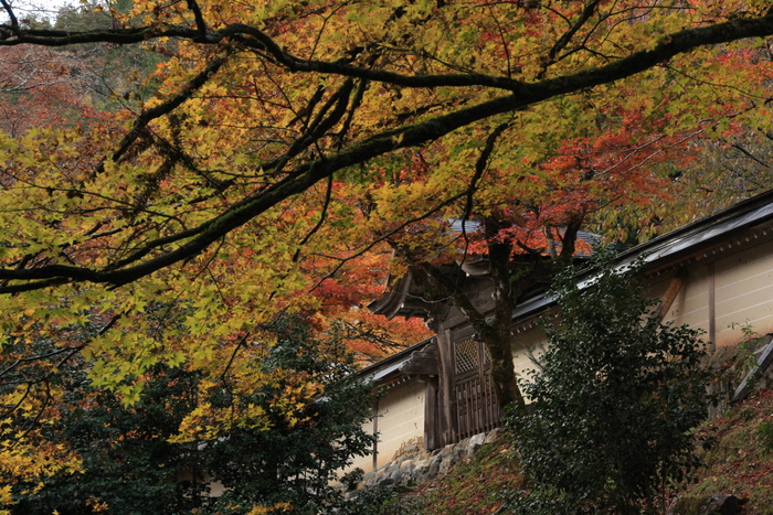 常照皇寺　　　2013.11.19_e0041157_179342.jpg