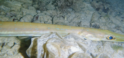 c0180460_3303042.jpg