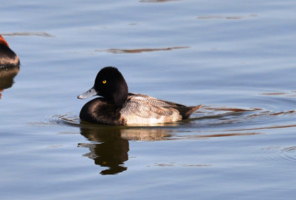 水元公園野鳥情報。アカゲラも飛来！？ミゾゴイはいないよ。_d0121678_13435410.png