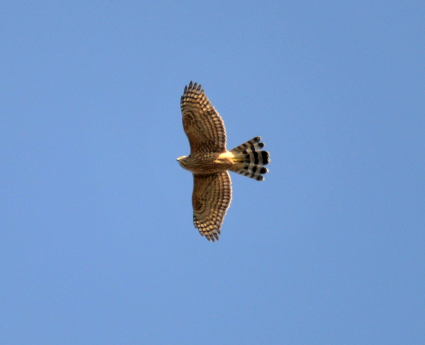 水元公園野鳥情報。アカゲラも飛来！？ミゾゴイはいないよ。_d0121678_13435440.png